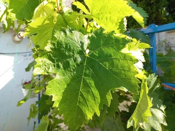 Grandes Folhas Videira Verde Uvas Jardim — Fotografia de Stock