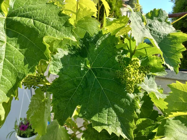 Grote Groene Wijnstok Bladeren Druiven Tuin — Stockfoto