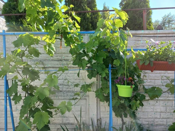 Большие Зеленые Листья Винограда Виноград Саду — стоковое фото