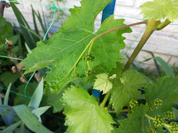 Grote Groene Wijnstok Bladeren Druiven Tuin — Stockfoto