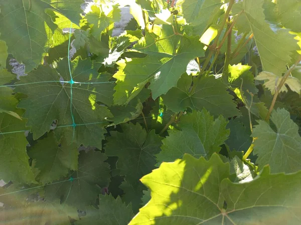 Grote Groene Wijnstok Bladeren Druiven Tuin — Stockfoto