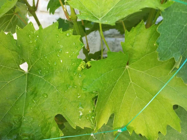 Grandes Feuilles Vigne Vertes Raisins Dans Jardin — Photo