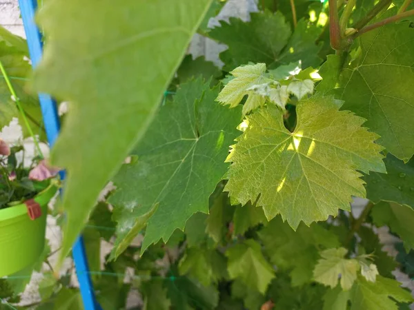Grandes Feuilles Vigne Vertes Raisins Dans Jardin — Photo