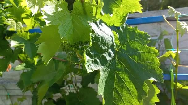 Grandes Feuilles Vigne Vertes Raisins Dans Jardin — Video
