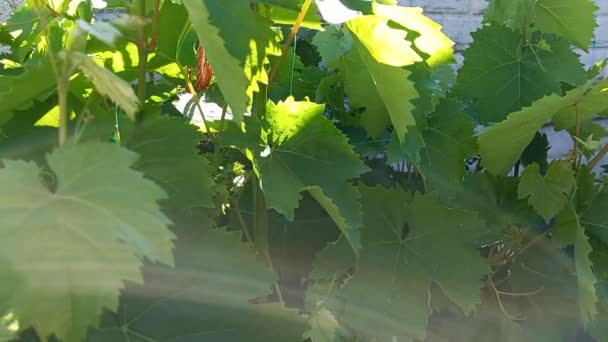 Grandes Feuilles Vigne Vertes Raisins Dans Jardin — Video