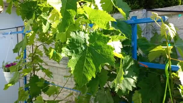 Grandes Feuilles Vigne Vertes Raisins Dans Jardin — Video