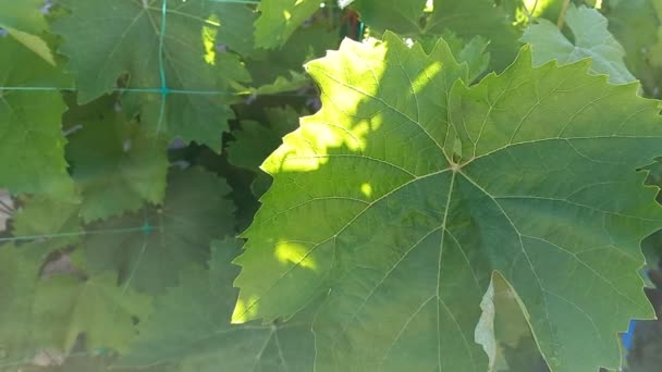 Große Grüne Weinblätter Trauben Garten — Stockvideo
