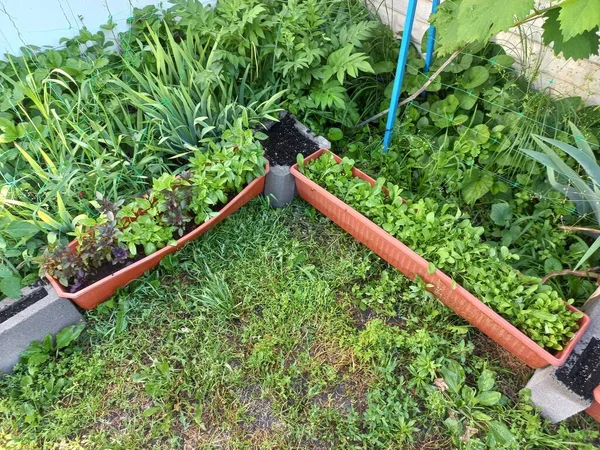 Verdes Diferentes Potes Jardim Casa Vegetais Crescimento — Fotografia de Stock