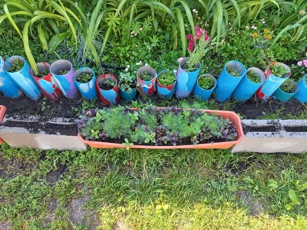 Différents Légumes Verts Dans Des Pots Jardin Maison Culture Légumes — Photo