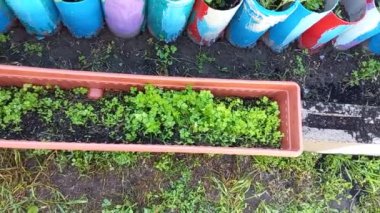 farklı yeşillikler. Ev bahçesi. sebze yetiştirme