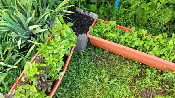 Different Greens Pots Home Garden Growing Vegetables — Stock Video