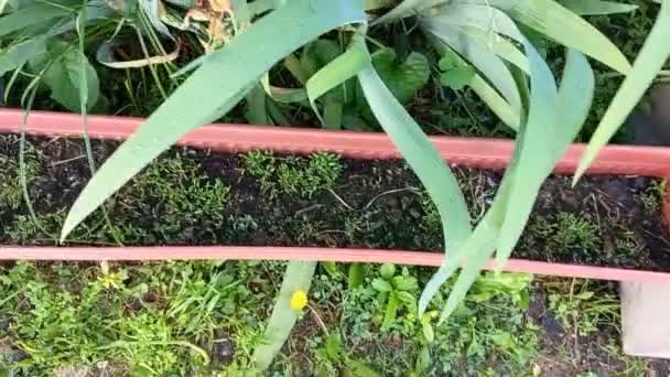 Verdes Diferentes Potes Jardim Casa Vegetais Crescimento — Vídeo de Stock