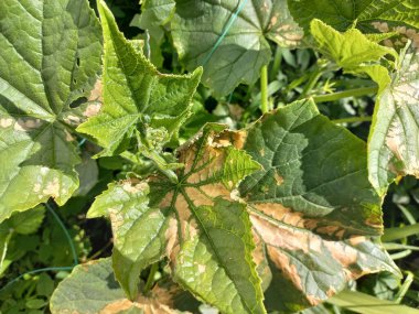 Yapraklarda güneş yanığı. Yeşil salatalık yaprakları ve yanıklar. Güneş yaprakları yakıyor. Bitkiler sıcaktan ölür.