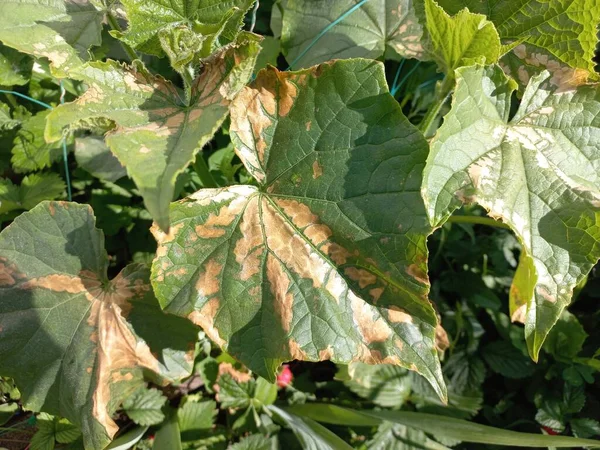 Sunburn Leaves Green Cucumber Leaves Burns Sun Burns Leaves Plants Stock Picture