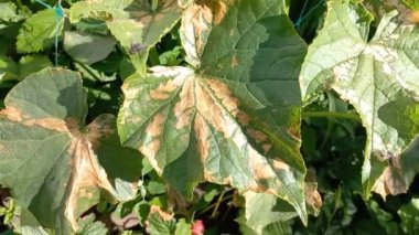 Yapraklarda güneş yanığı. Yeşil salatalık yaprakları ve yanıklar. Güneş yaprakları yakıyor. Bitkiler sıcaktan ölür.