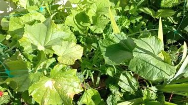 Yapraklarda güneş yanığı. Yeşil salatalık yaprakları ve yanıklar. Güneş yaprakları yakıyor. Bitkiler sıcaktan ölür.