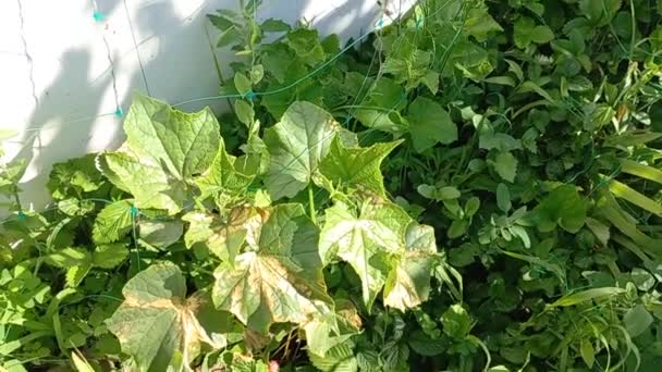 Липецктегі сор Липецктегі сор