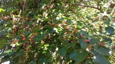 Dut. Dut dalları ve yaprakları. Büyük dutlar. yaz meyveleri.