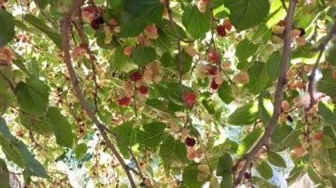 Dut. Dut dalları ve yaprakları. Büyük dutlar. yaz meyveleri.