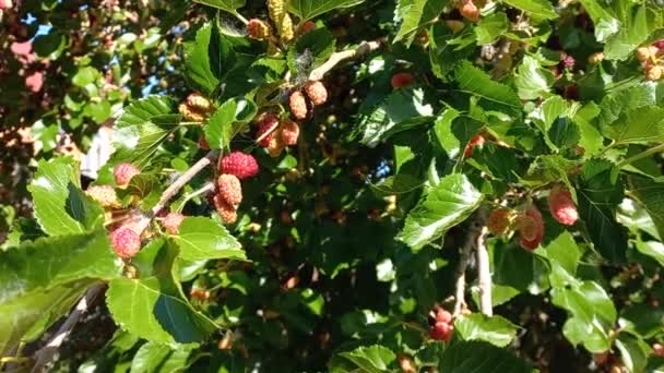 Mulberry Branches Leaves Mulberry Large Mulberries Summer Berries — Stock Video