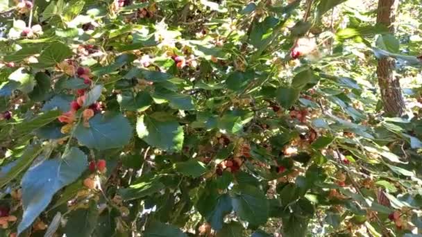 Maulbeere Zweige Und Blätter Der Maulbeere Große Maulbeeren Sommerbeeren — Stockvideo