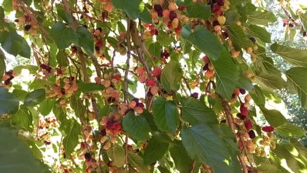 桑树的枝叶 大的桑树 夏天的浆果 — 图库视频影像