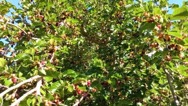 Dud Ramuri Frunze Dud Mulberries Mari Boabe Vară — Videoclip de stoc