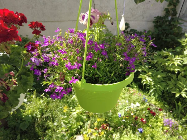 Pequenas Flores Roxas Pote Flores Azuis Pote Verde Vaso Flor — Fotografia de Stock