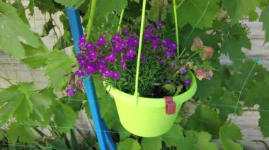 Tencerede küçük mor çiçekler. Yeşil tencerede mavi çiçekler. yeşil saksı. güzel mor çimenler.
