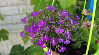 Tencerede küçük mor çiçekler. Yeşil tencerede mavi çiçekler. yeşil saksı. güzel mor çimenler.