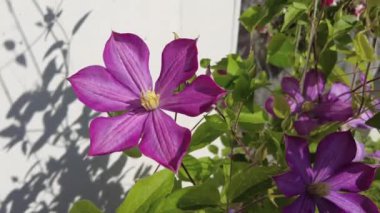 clematis. Çiçek açan klematis çiçeği yeşil yapraklı arka planda, yakın plan. Yaz sezonu, Haziran. Yapraklı mor iklim yaz manzarası