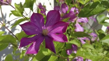 clematis. Çiçek açan klematis çiçeği yeşil yapraklı arka planda, yakın plan. Yaz sezonu, Haziran. Yapraklı mor iklim yaz manzarası