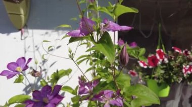 clematis. Çiçek açan klematis çiçeği yeşil yapraklı arka planda, yakın plan. Yaz sezonu, Haziran. Yapraklı mor iklim yaz manzarası