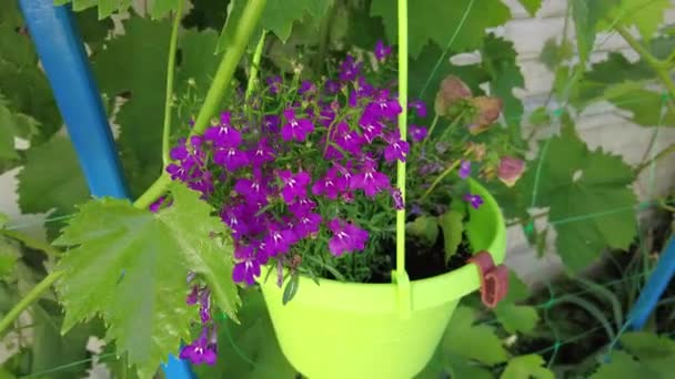 ポットの中の小さな紫色の花 緑の鍋に青い花 緑の花器 美しい紫色の草 — ストック動画