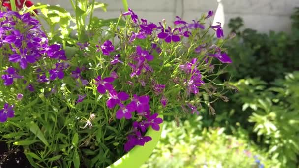 Kleine Paarse Bloemen Een Pot Blauwe Bloemen Een Groene Pot — Stockvideo