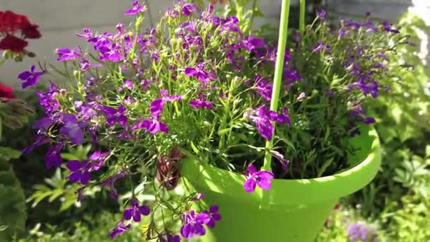 Kleine Paarse Bloemen Een Pot Blauwe Bloemen Een Groene Pot — Stockvideo