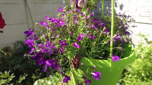 Małe Fioletowe Kwiaty Garnku Niebieskie Kwiaty Zielonym Garnku Zielona Doniczka — Wideo stockowe