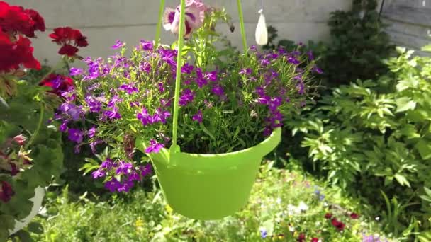 Kleine Paarse Bloemen Een Pot Blauwe Bloemen Een Groene Pot — Stockvideo