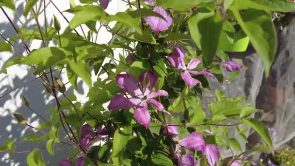 Clematis Flor Clematis Flor Sobre Fondo Follaje Verde Primer Plano — Vídeos de Stock