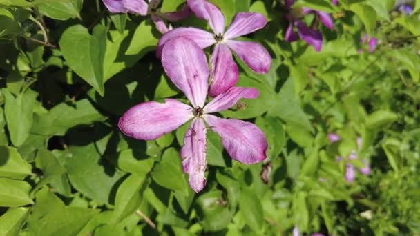 克莱马蒂斯 在绿叶的背景下开花的仙人掌花 有树叶的紫色气候夏季景观 — 图库视频影像