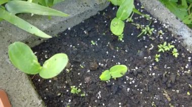 Salatalık filizleri. Salatalık fidanı. İlk salatalık yaprakları..