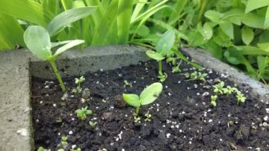 Salatalık filizleri. Salatalık fidanı. İlk salatalık yaprakları..