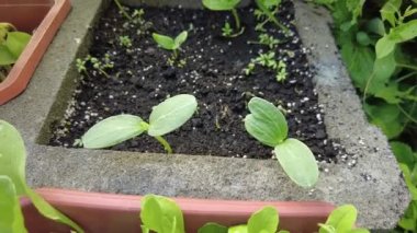 Salatalık filizleri. Salatalık fidanı. İlk salatalık yaprakları..