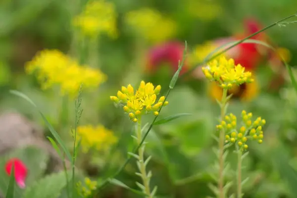 Malé Žluté Květy Divoké Žluté Květiny Dekorativní Tráva Žlutá Letní — Stock fotografie