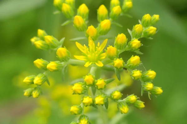 Malé Žluté Květy Divoké Žluté Květiny Dekorativní Tráva Žlutá Letní — Stock fotografie