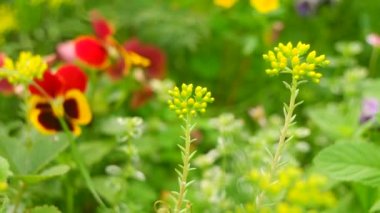 Küçük sarı çiçekler. Vahşi sarı çiçekler. Dekoratif ot. sarı yaz çiçeği.