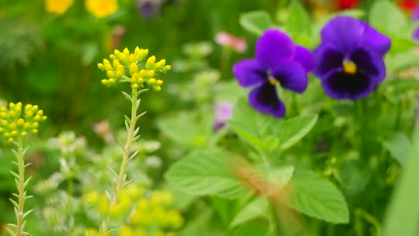 Piccoli Fiori Gialli Fiori Gialli Selvatici Erba Decorativa Fiore Giallo — Video Stock