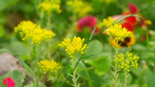 Μικρά Κίτρινα Λουλούδια Άγρια Κίτρινα Λουλούδια Διακοσμητικό Γρασίδι Κίτρινο Καλοκαιρινό — Αρχείο Βίντεο