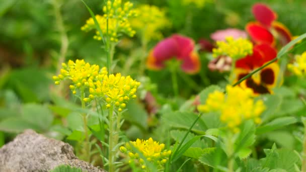 Piccoli Fiori Gialli Fiori Gialli Selvatici Erba Decorativa Fiore Giallo — Video Stock