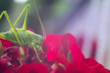 Büyük sarı çekirge. makro çekirge. Yeşil çekirge makrosu. Büyük yeşil böcek..